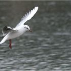 Möwe beim Landen