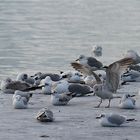 Möwe beim Landen