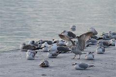 Möwe beim Landen