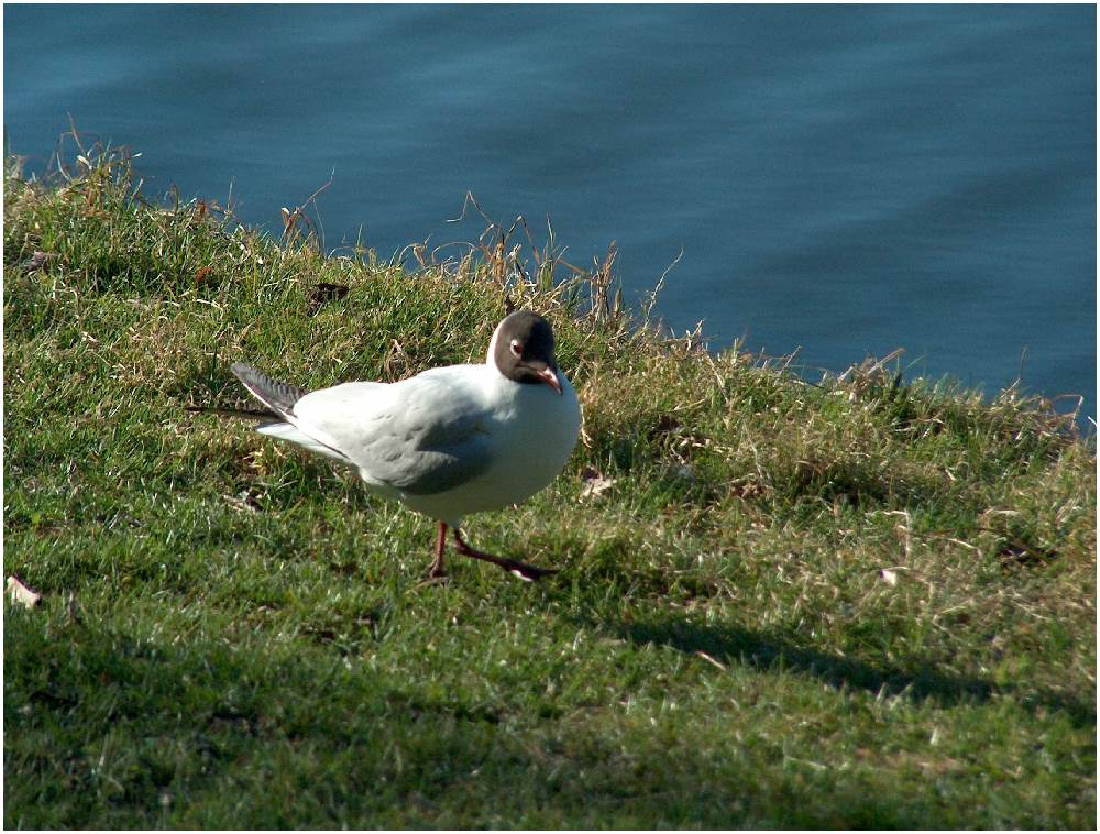 Möwe beim Landgang