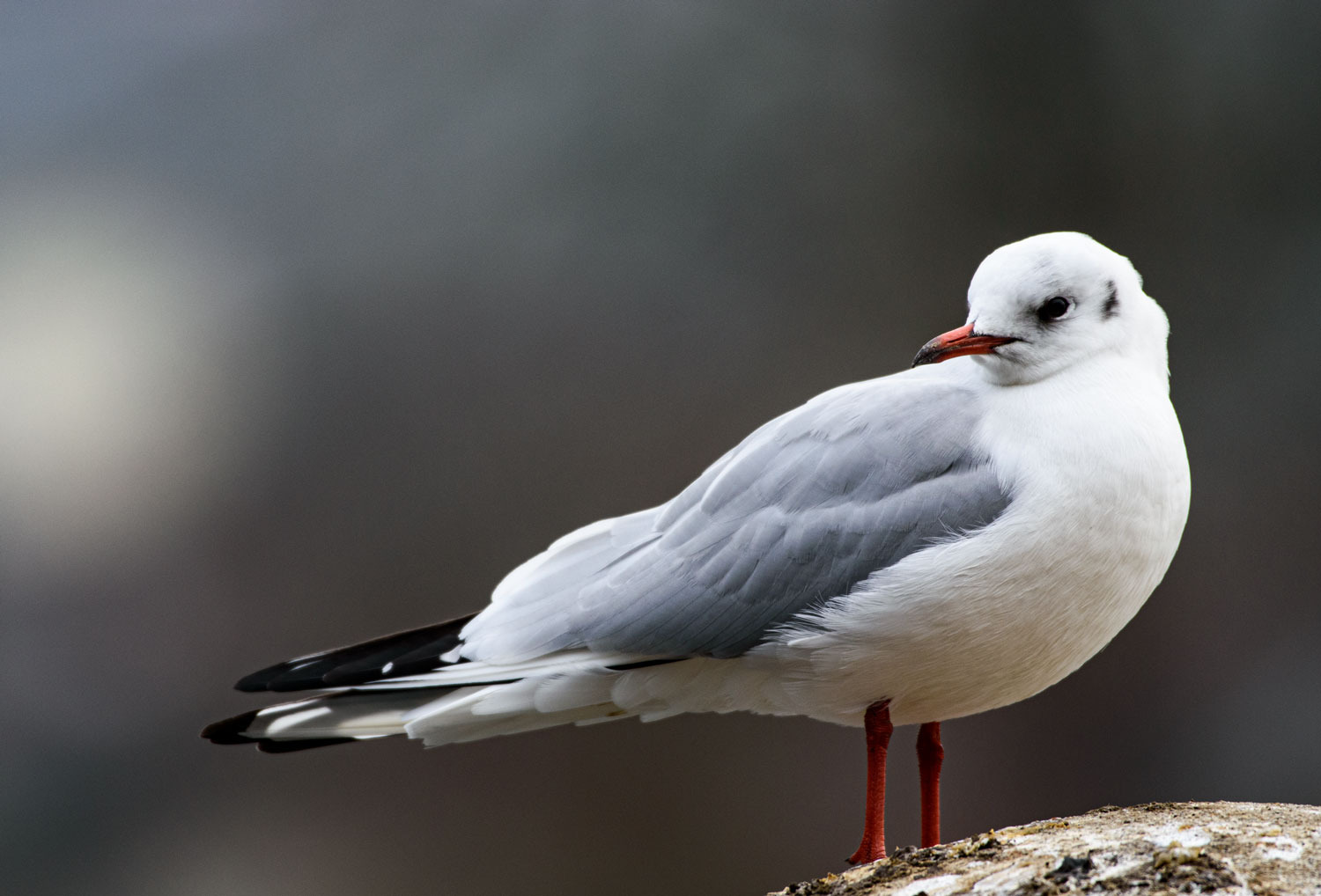 Möwe beim Landungssteg in Grenchen