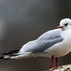 Möwe beim Landungssteg in Grenchen