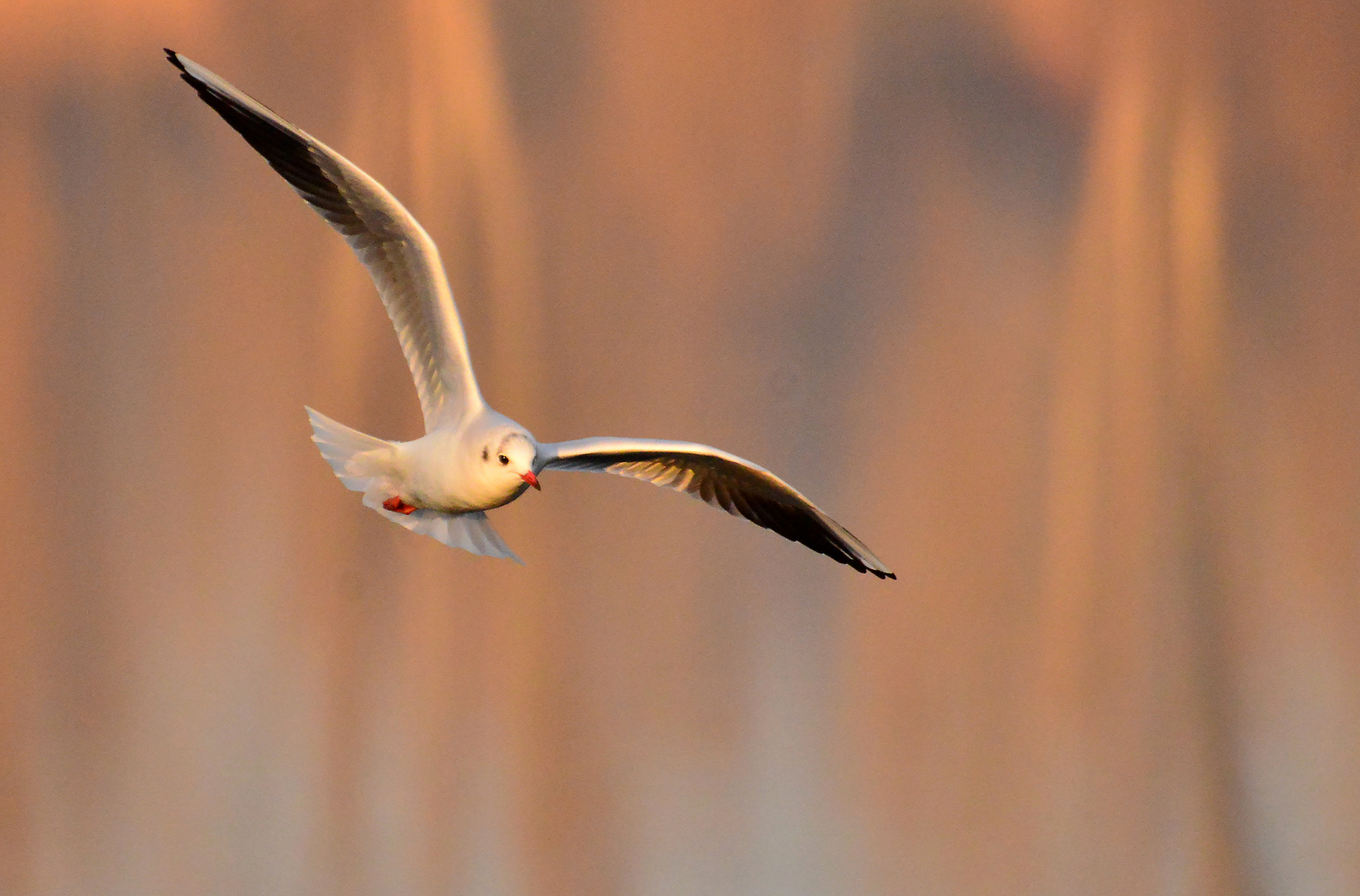 Möwe beim Rundflug