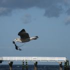 Möwe beim  Seetang tränken