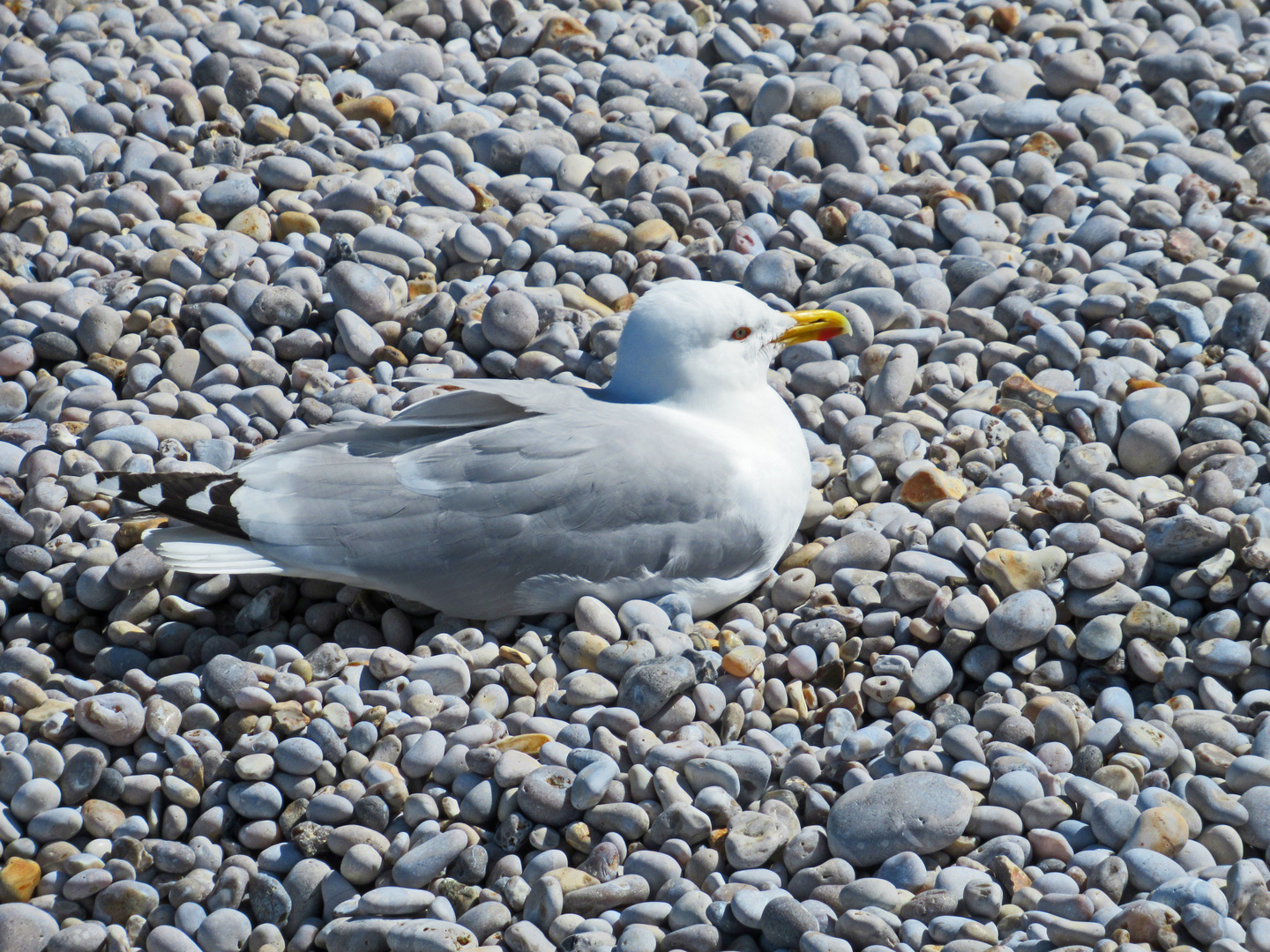 Möwe beim Sonnenbad