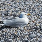 Möwe beim Sonnenbad