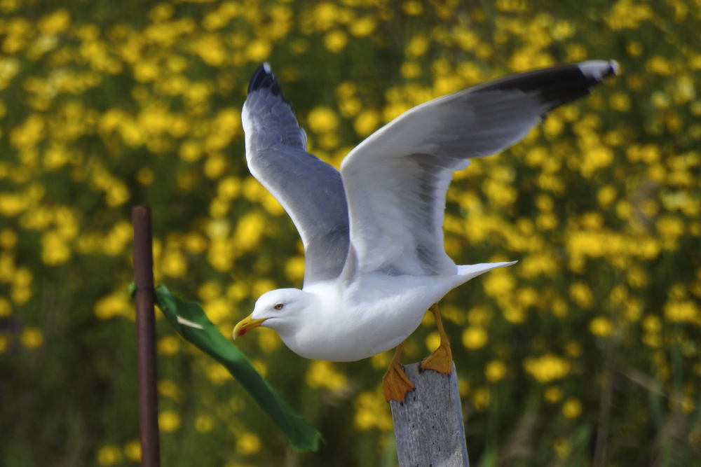 Möwe beim Start