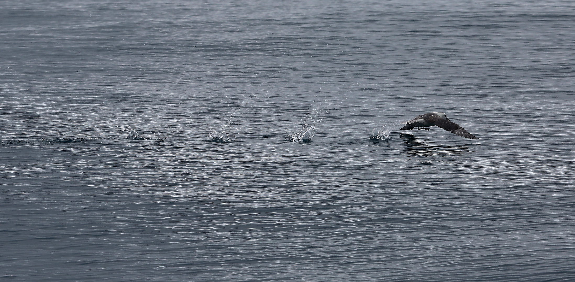 Möwe beim Start