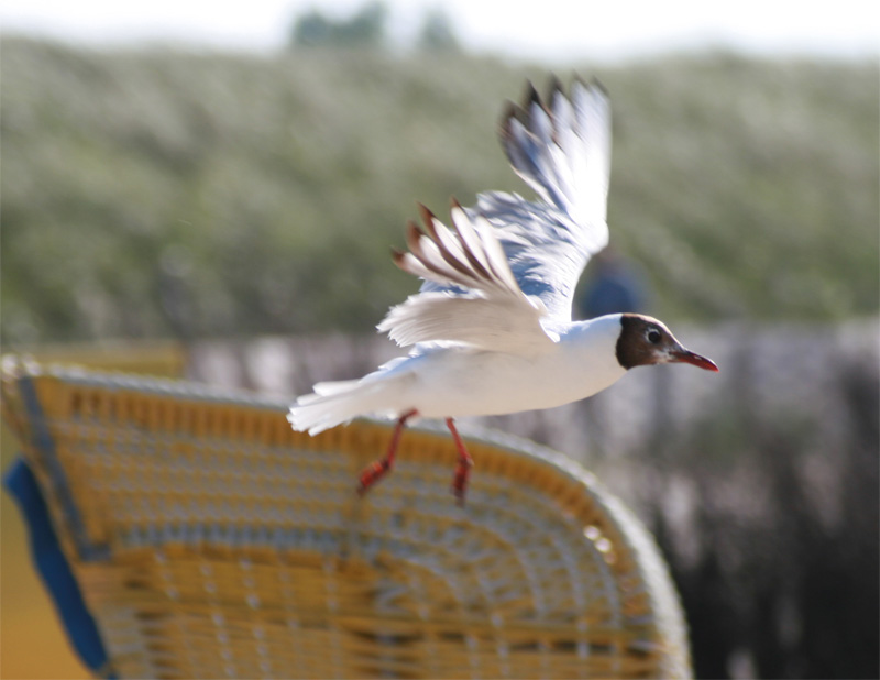 Möwe beim Start