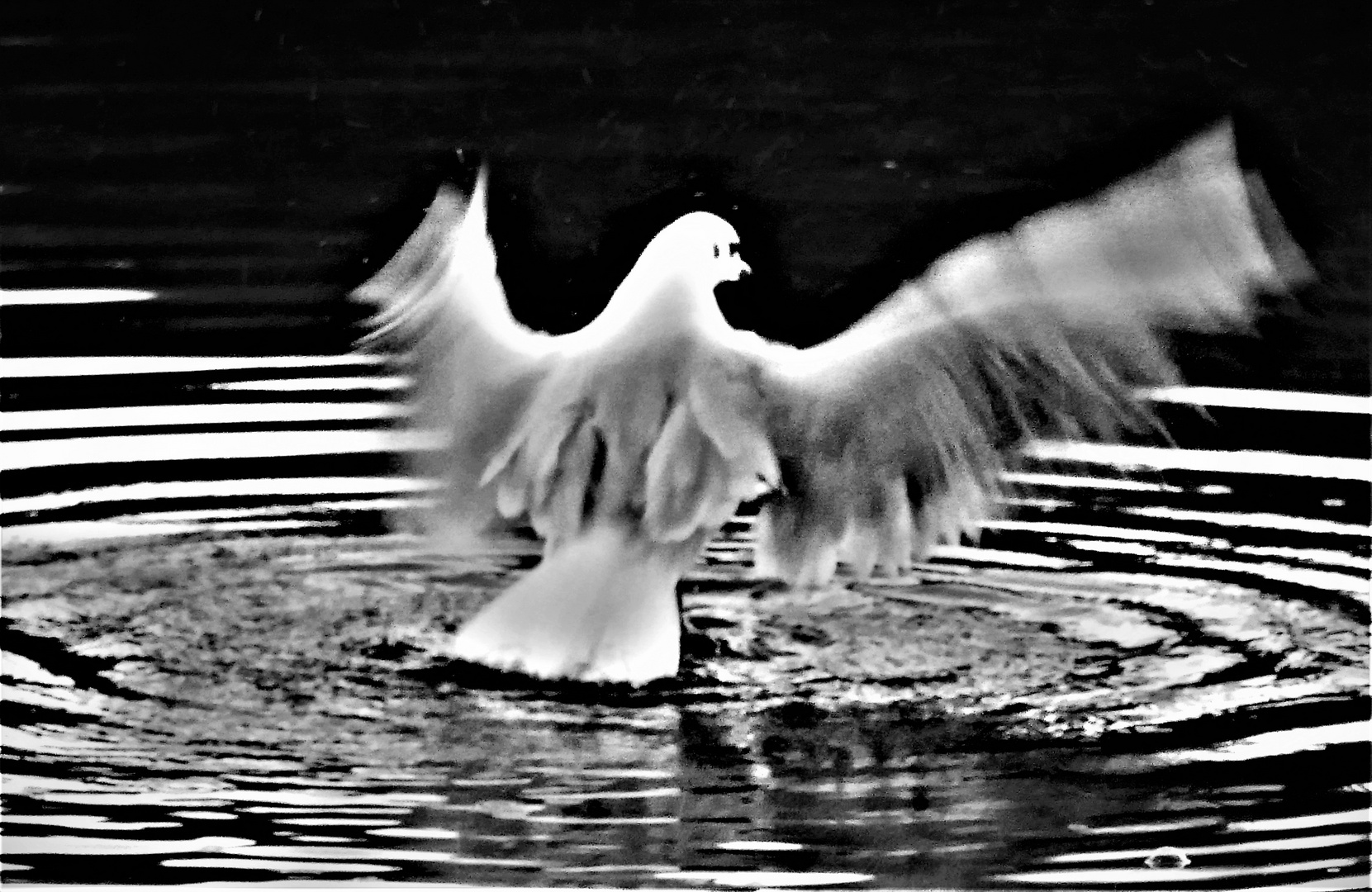 Möwe beim Start aus dem Wasser