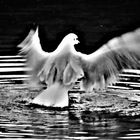 Möwe beim Start aus dem Wasser