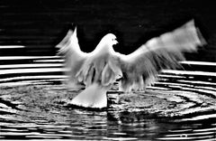 Möwe beim Start aus dem Wasser