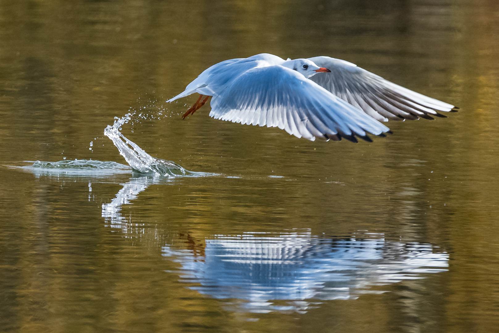 Möwe beim Start ...