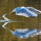 Möwe beim Start ...