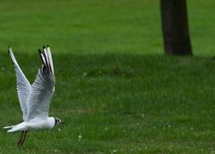 Möwe beim Start