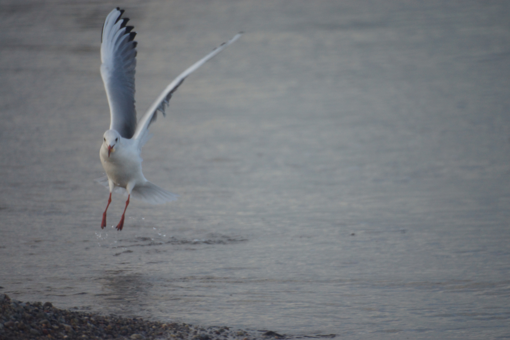 Möwe beim Start