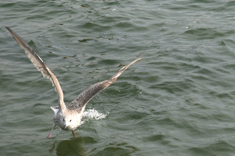 Möwe beim Starten