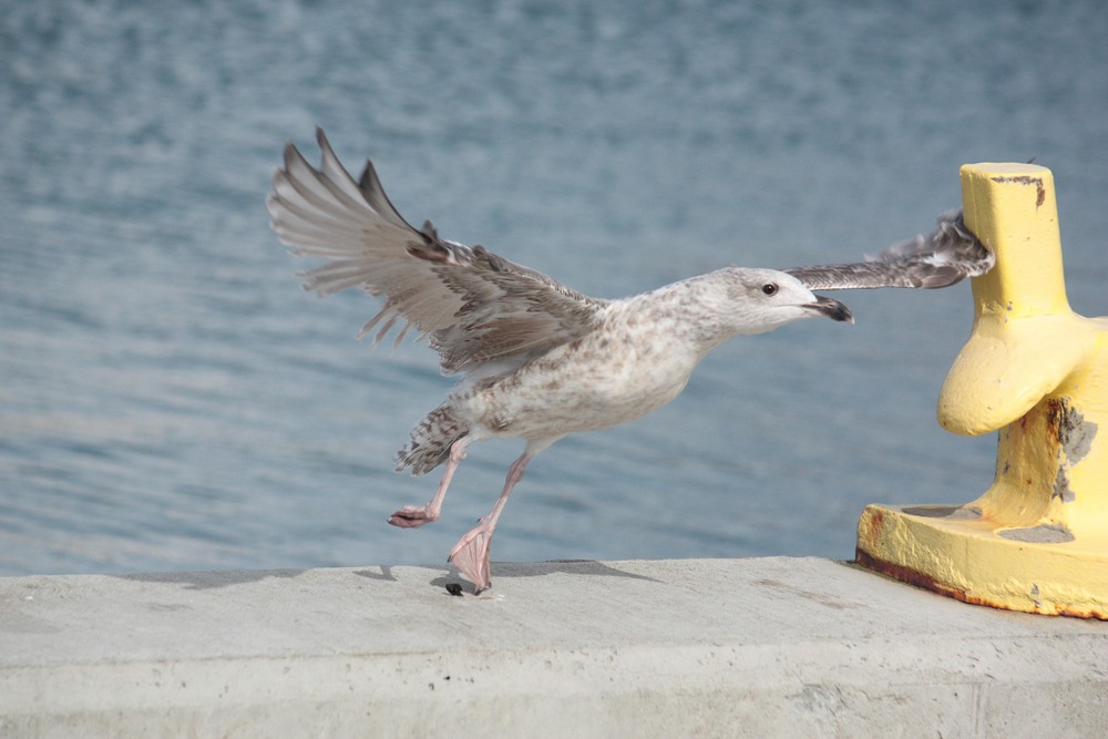 Möwe beim starten