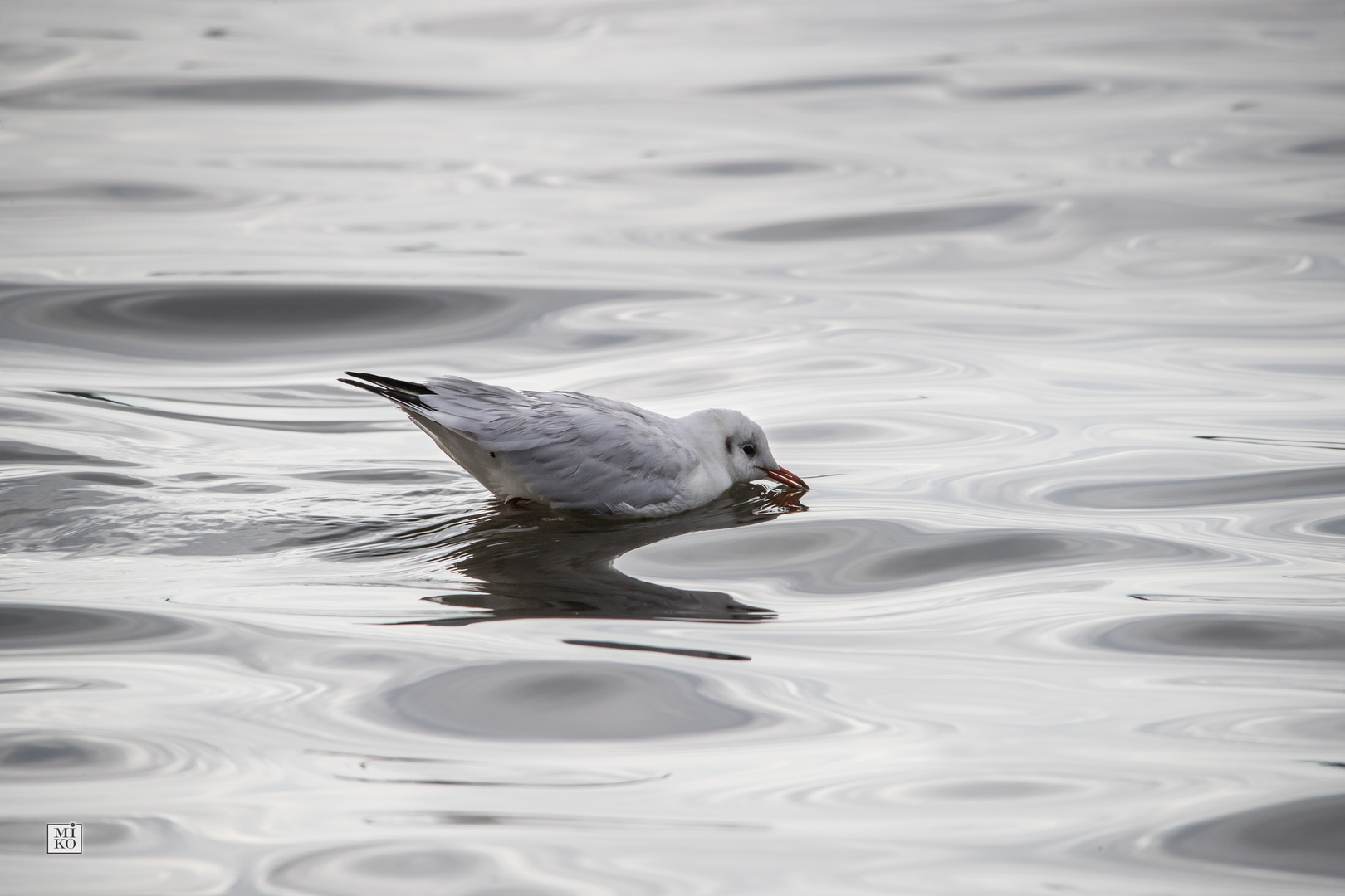 Möwe beim Trinken