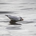 Möwe beim Trinken