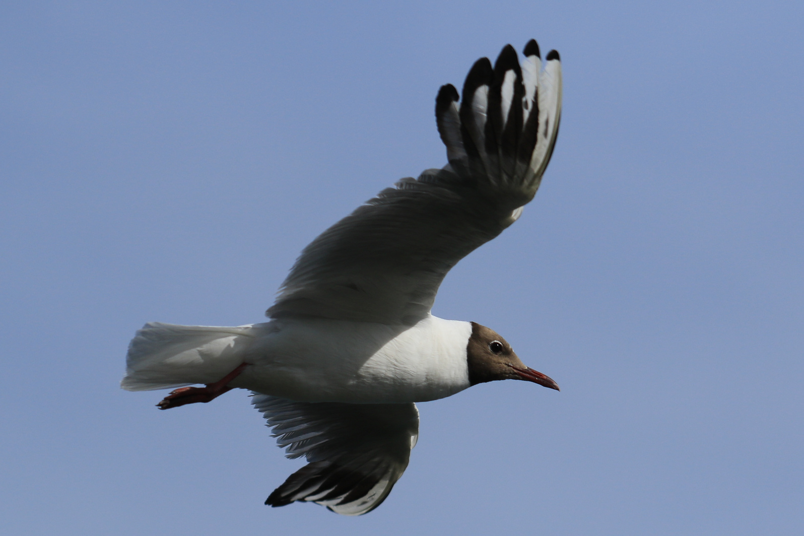 Möwe beim Vorbeiflug