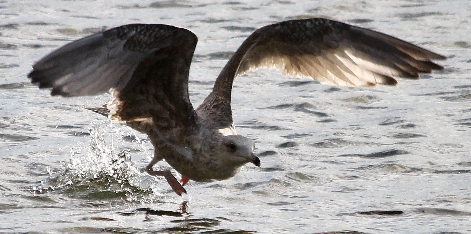 Möwe beim Wasserstart