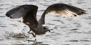 Möwe beim Wasserstart von Eddi Ghost 