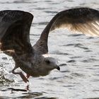 Möwe beim Wasserstart