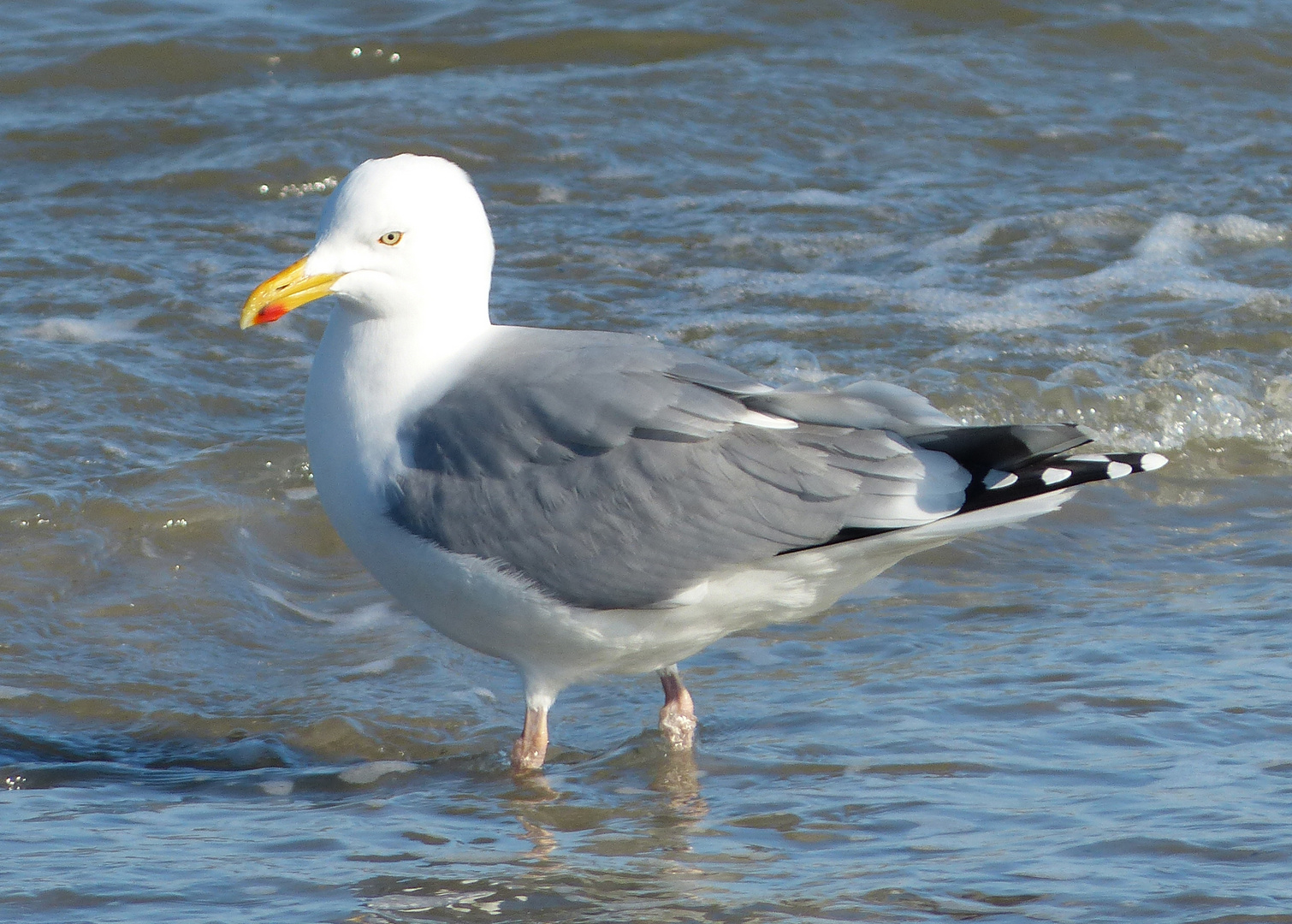 Möwe beim Wassertreten