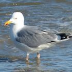 Möwe beim Wassertreten