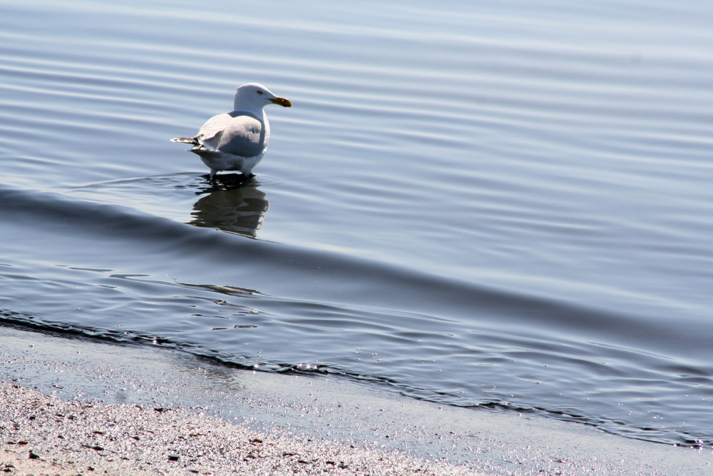 Möwe beimFussbad