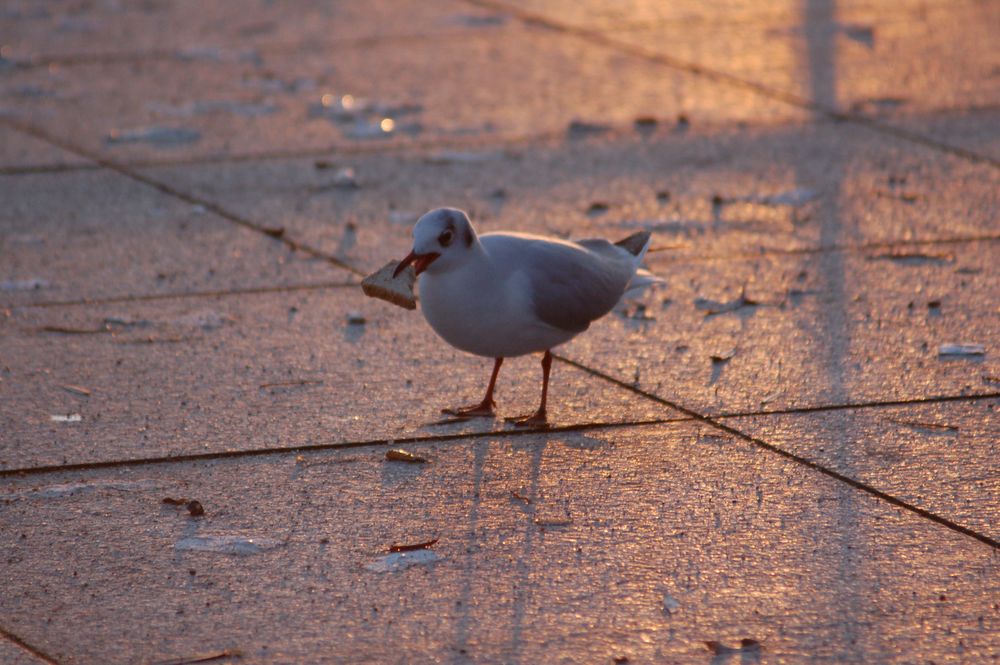 Möwe bein Abendessen