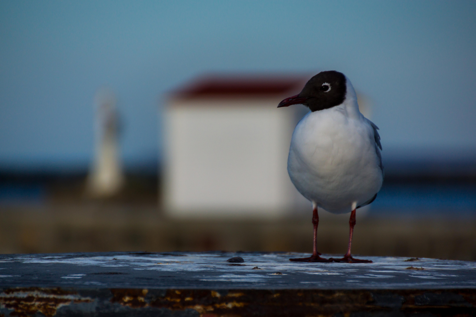 Möwe bewacht Hafeneinfahrt