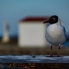 Möwe bewacht Hafeneinfahrt