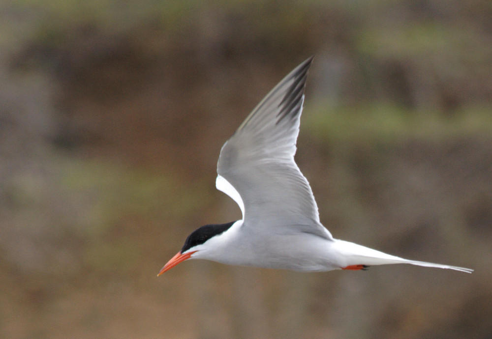 Möwe Bonaire