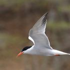 Möwe Bonaire