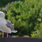 Möwe Borkum