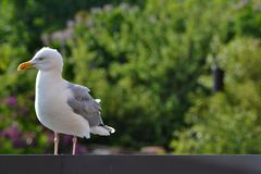 Möwe Borkum