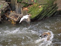 Möwe braucht Einkaufswagen