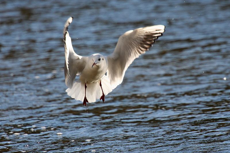 möwe bremsflug