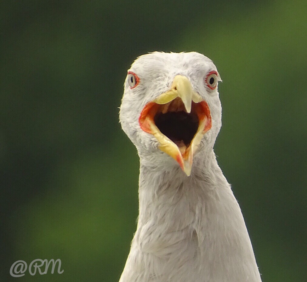 Möwe