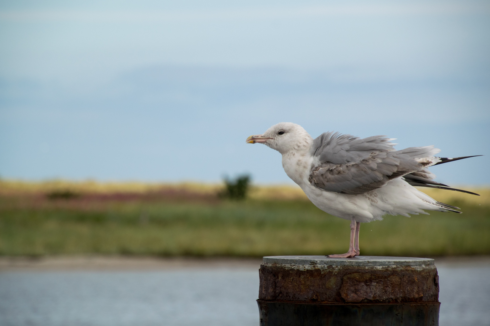 Möwe