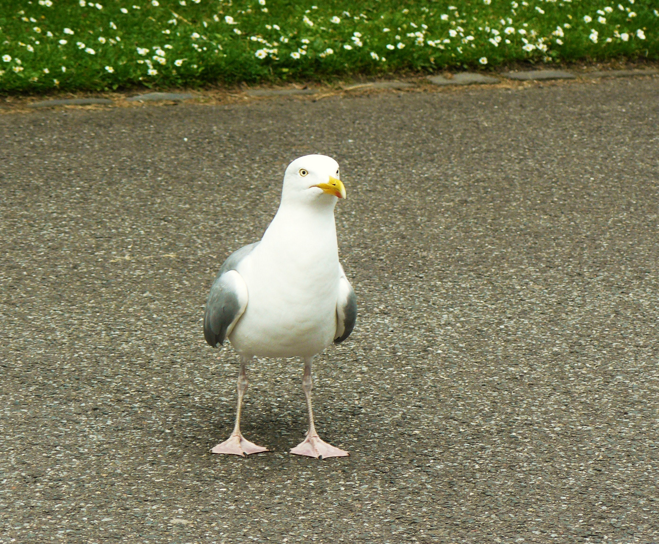 Möwe