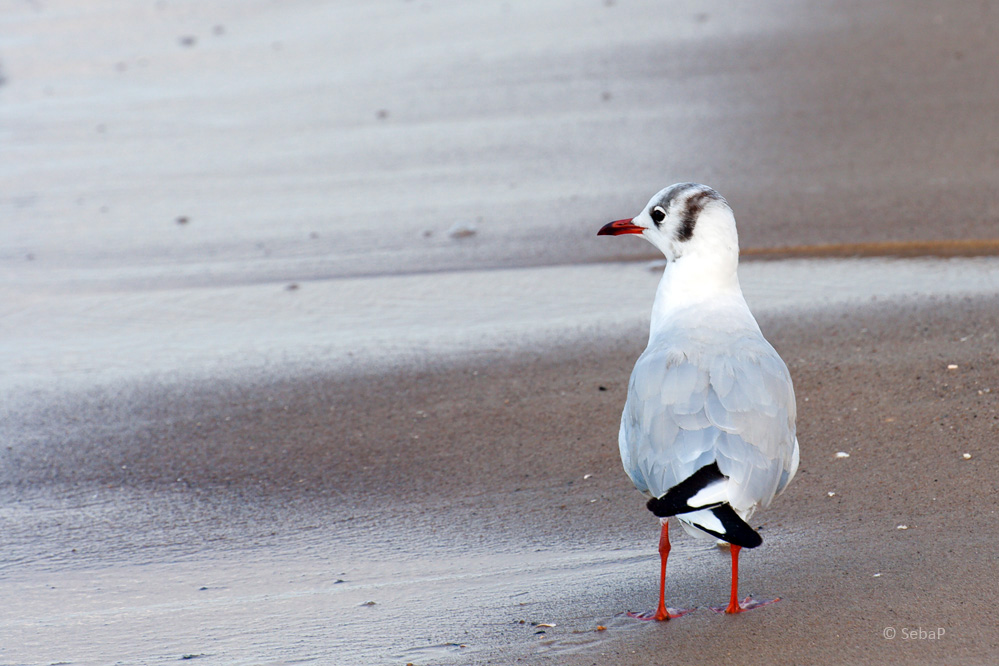 Möwe