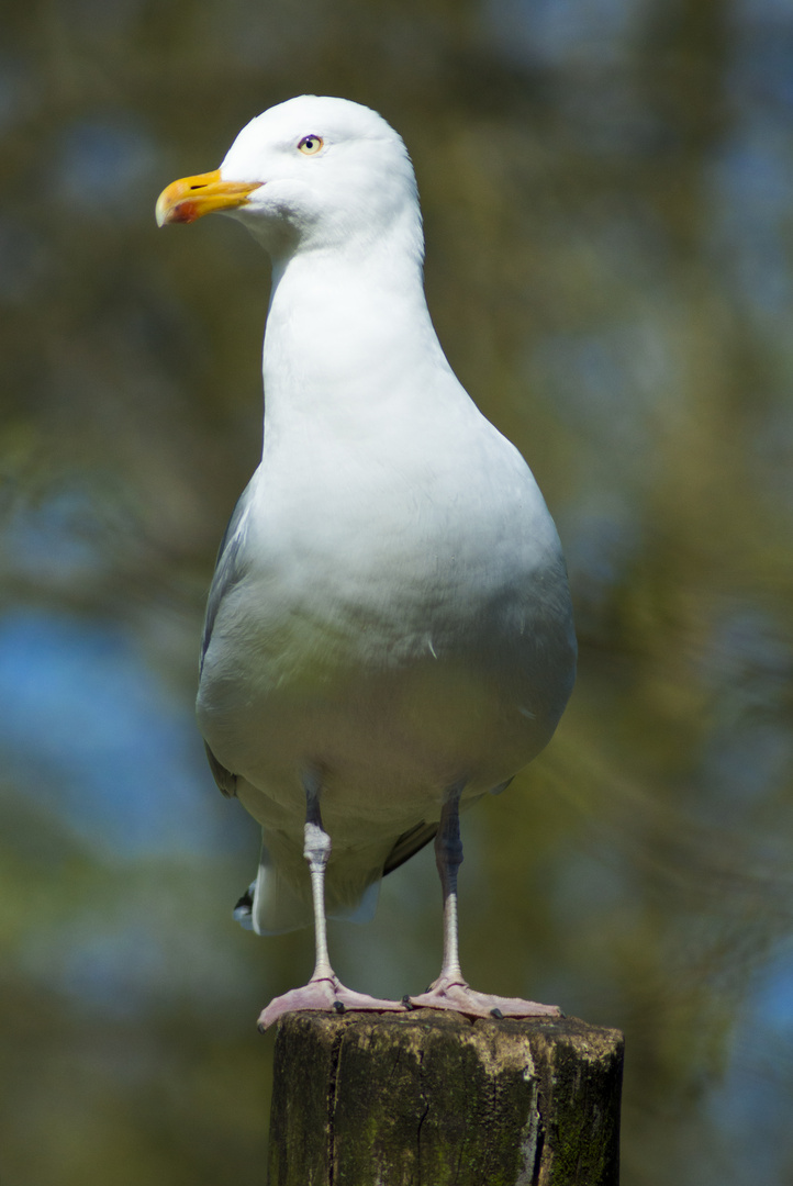 Möwe