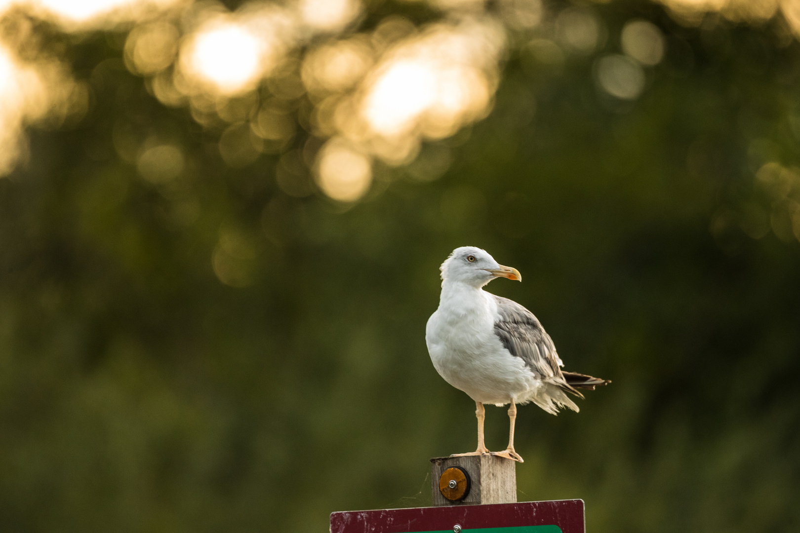 Möwe 