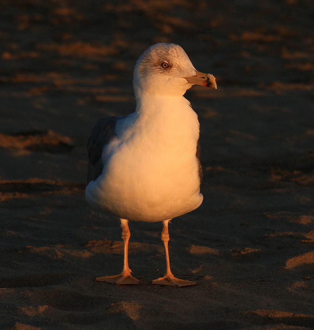 Möwe