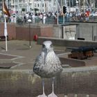 Möwe