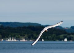 Möwe / Chiemsee