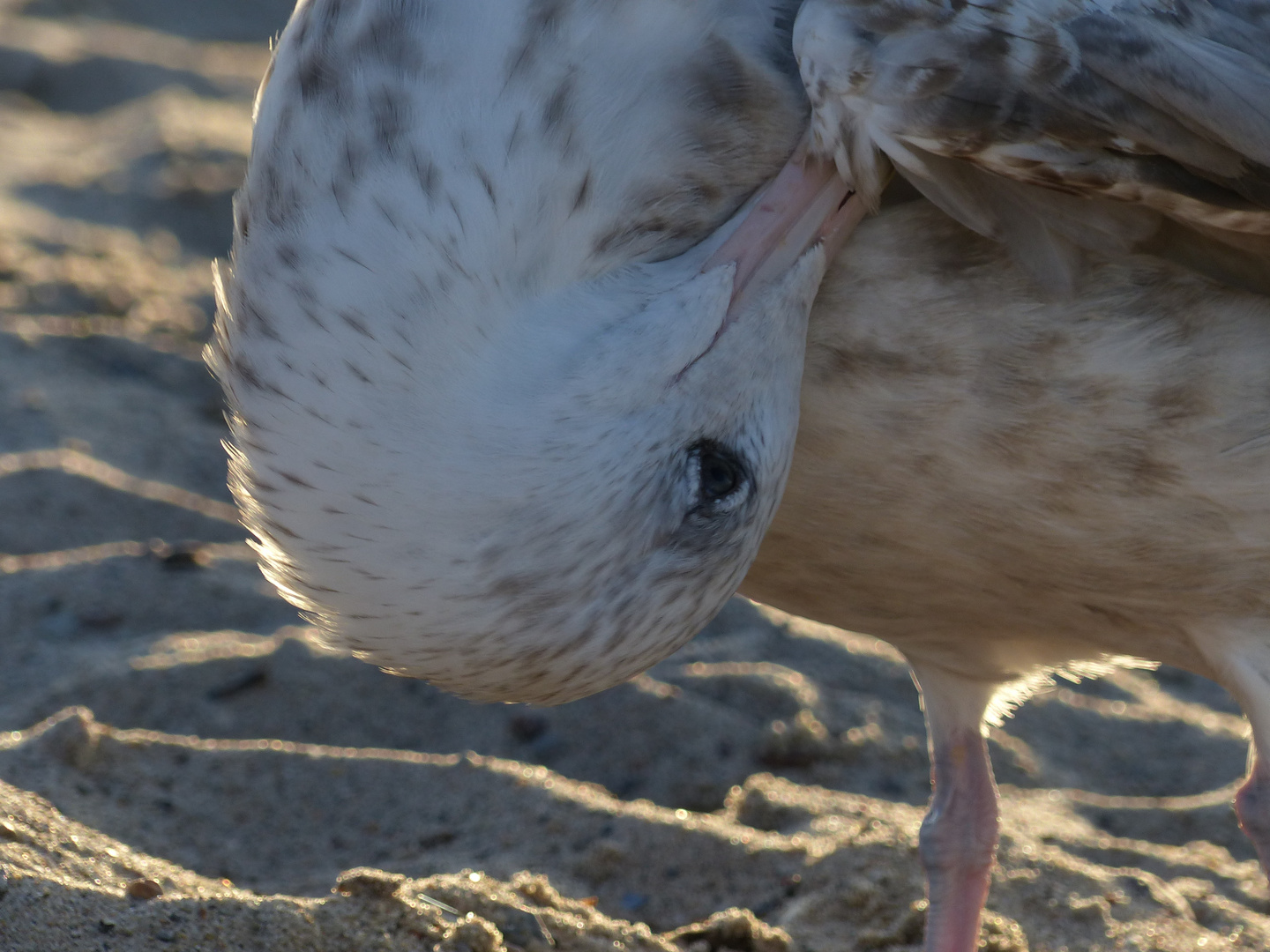 Möwe